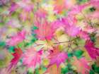 Washington State-Sammamish Japanese Maple leaves fall colors in gold and reds Art Print